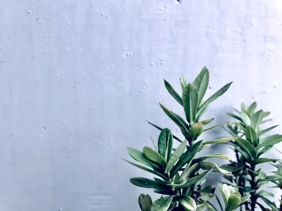 HippoZino Kazino Pagalba